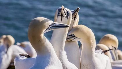 杨瀚森将迎国家队首秀！乔帅：他是球队的未来支柱