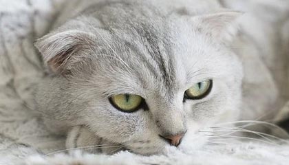 不打不相识，海米提曾头顶张玉宁染红造中超名场面